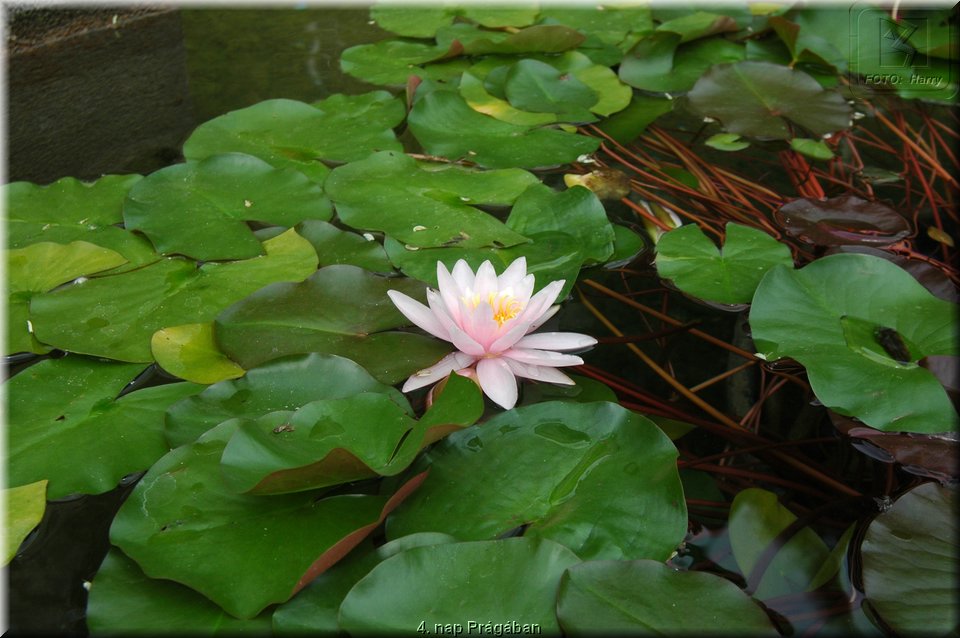 4. nap Pragaban - 165.jpg