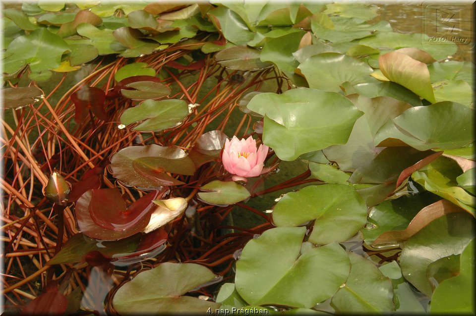 4. nap Pragaban - 166.jpg