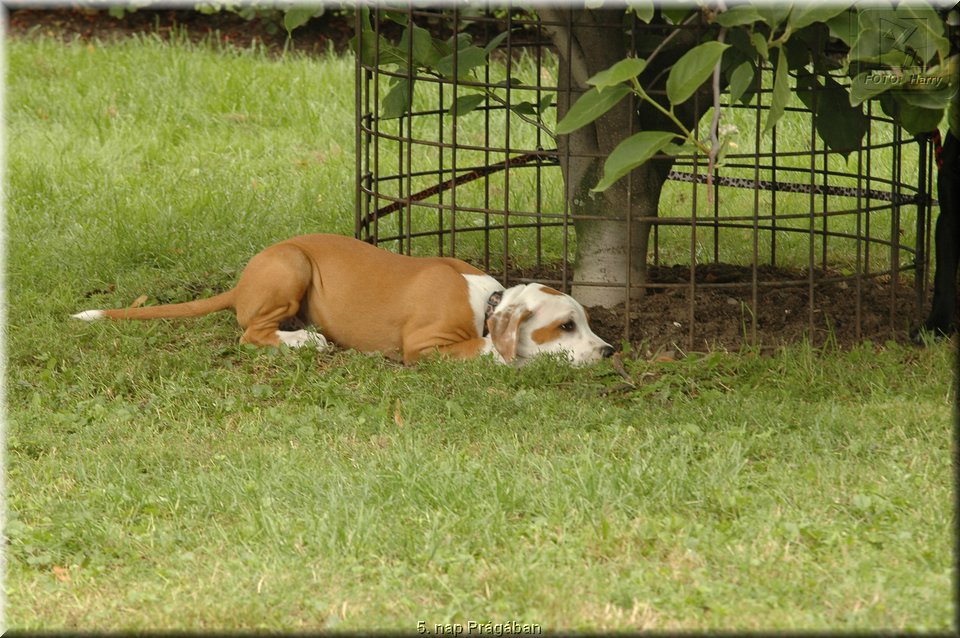 5. nap Pragaban - 113.jpg
