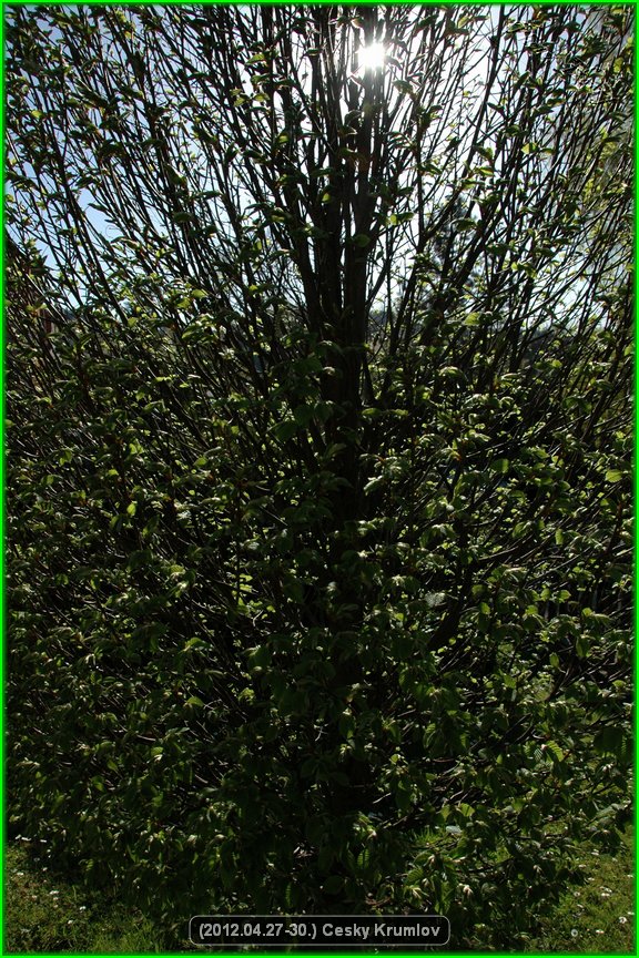 (2012.04.27-30.)Cesky_Krumlov-141.jpg