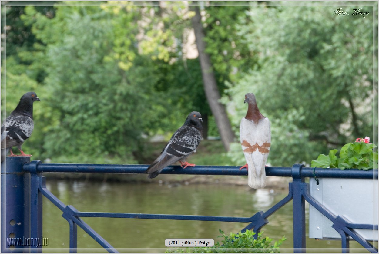 (2014.07.09.)Praga-0077.jpg
