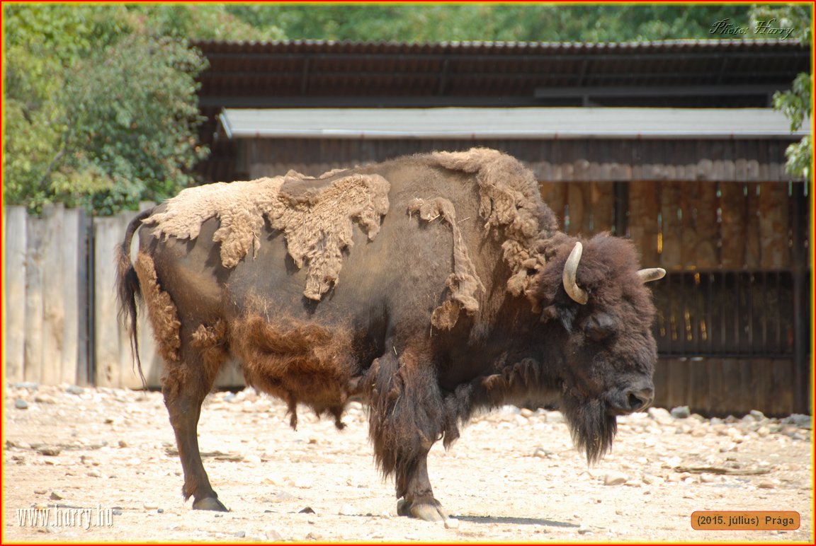 (2015.julius)Praga-141.jpg