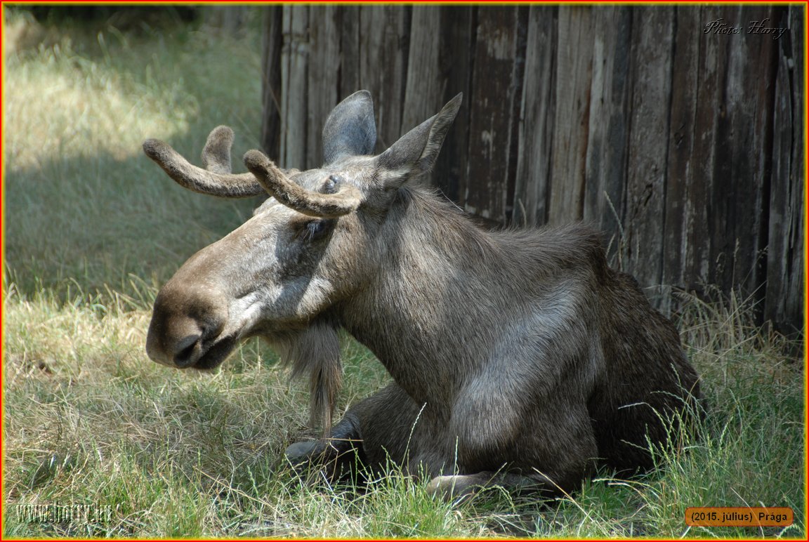 (2015.julius)Praga-144.jpg