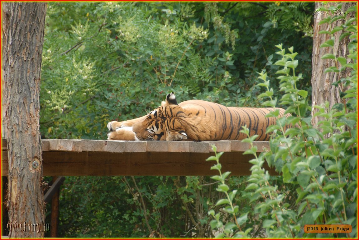 (2015.julius)Praga-170.jpg