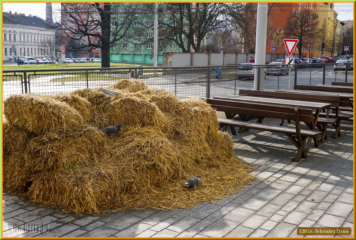 (2016.februar)Brno-096.jpg