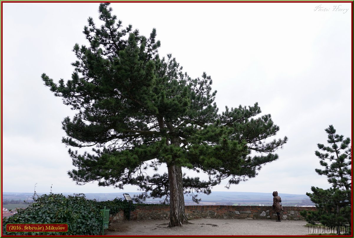 (2016.februar)Mikulov-024.jpg