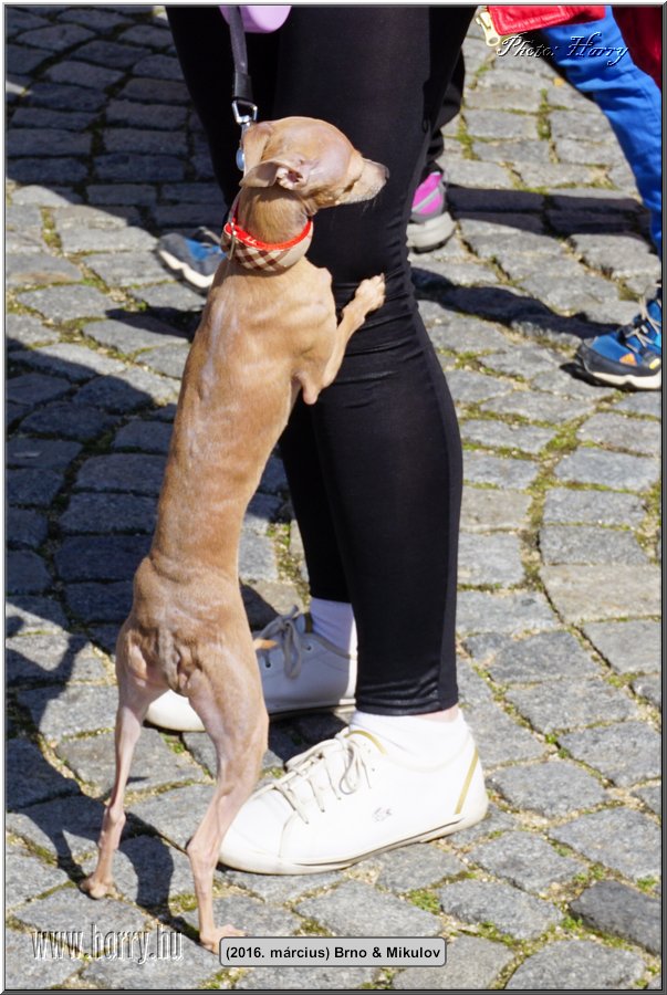 (2016.marcius)Brno-138.jpg