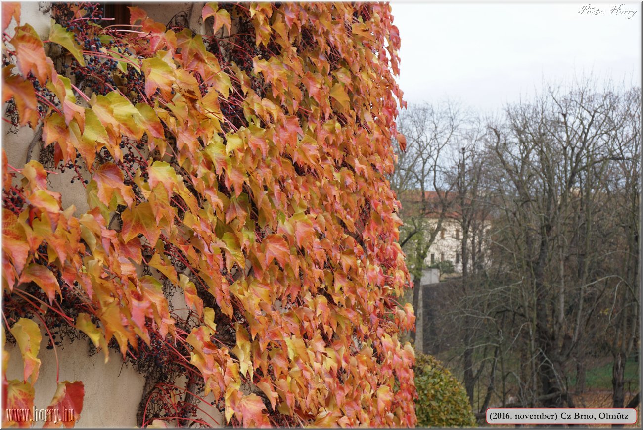 (2016.november)Cz-Olmutz-Brno139.jpg