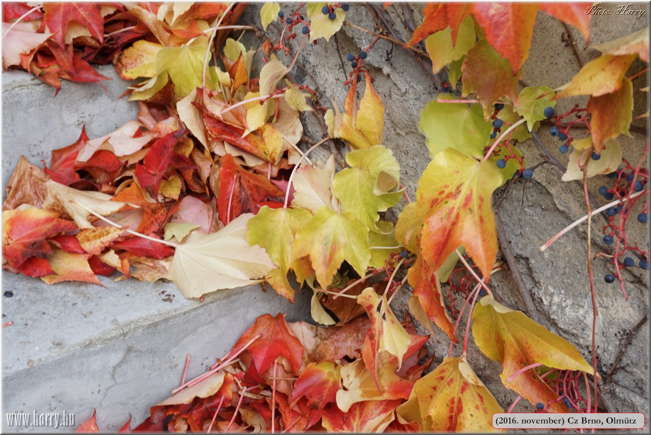 (2016.november)Cz-Olmutz-Brno140.jpg