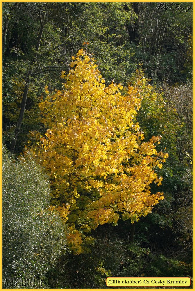 (2016.oktober)Cz-Cesky_Krumlov-467.jpg