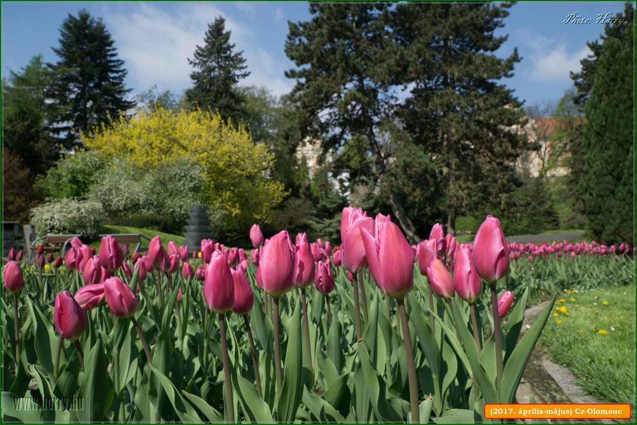 (2017.aprilis-majus)Cz-Olomouc-018.jpg