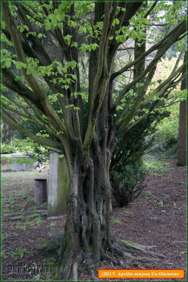 (2017.aprilis-majus)Cz-Olomouc-034.jpg