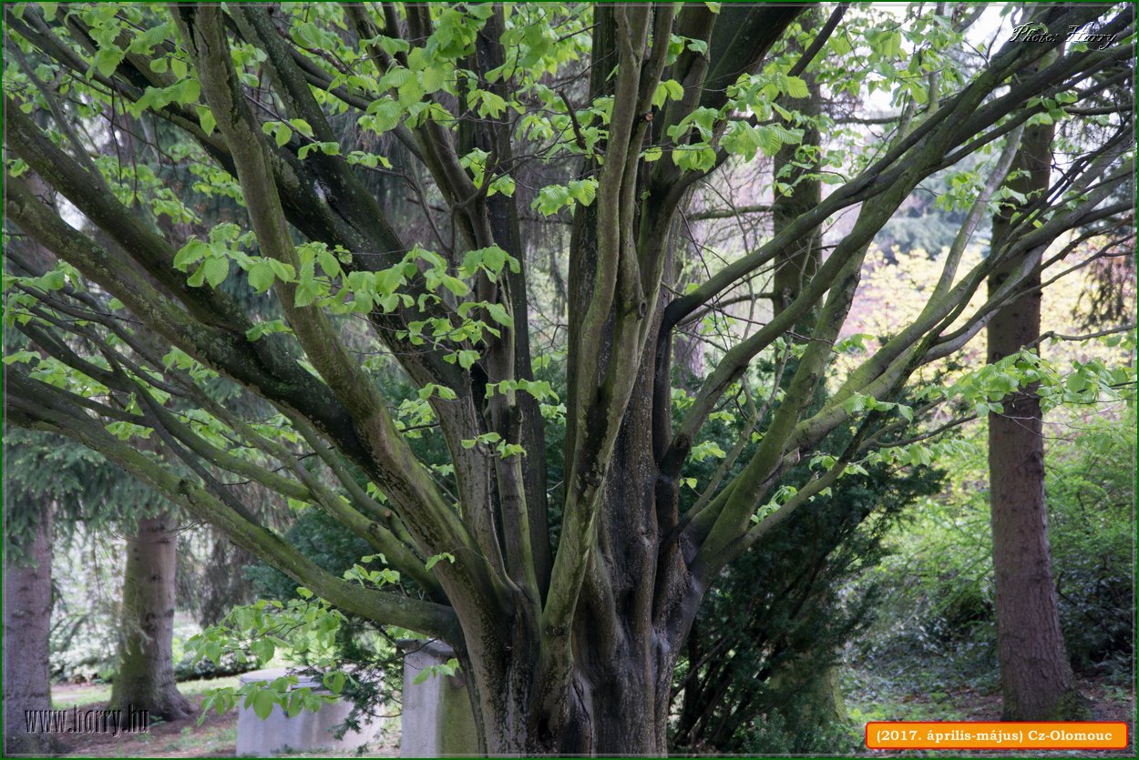 (2017.aprilis-majus)Cz-Olomouc-035.jpg