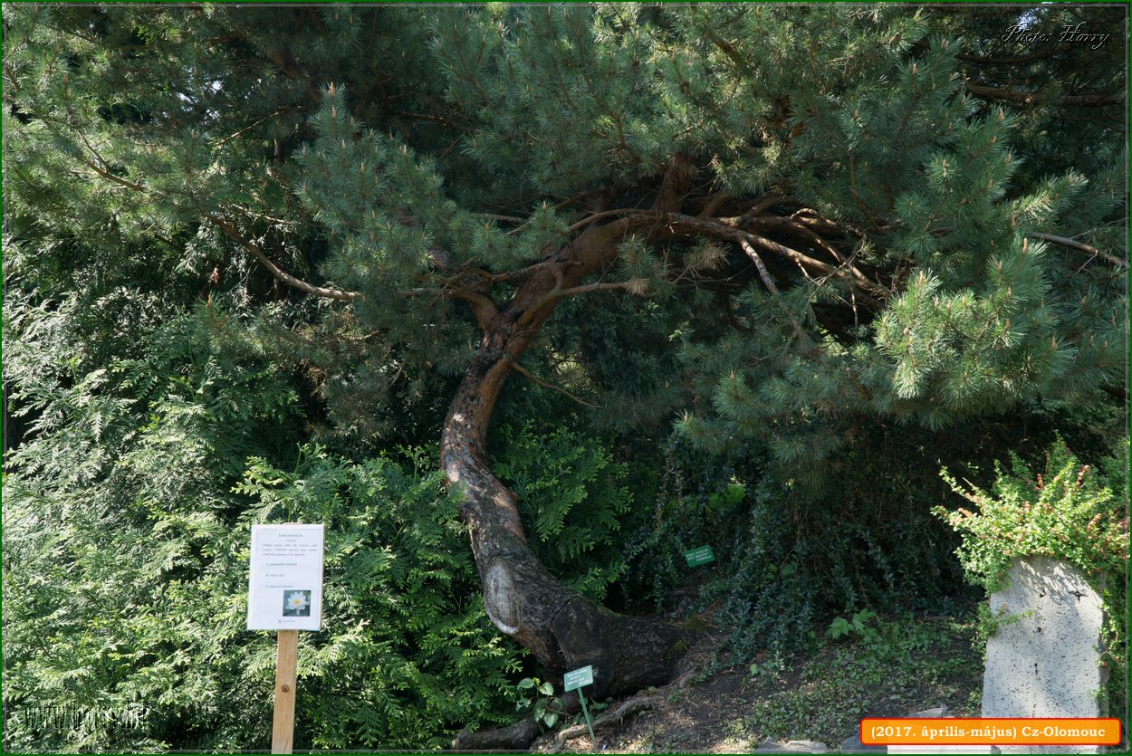 (2017.aprilis-majus)Cz-Olomouc-042.jpg