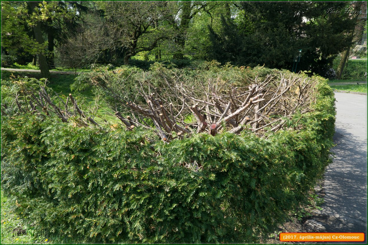 (2017.aprilis-majus)Cz-Olomouc-043.jpg