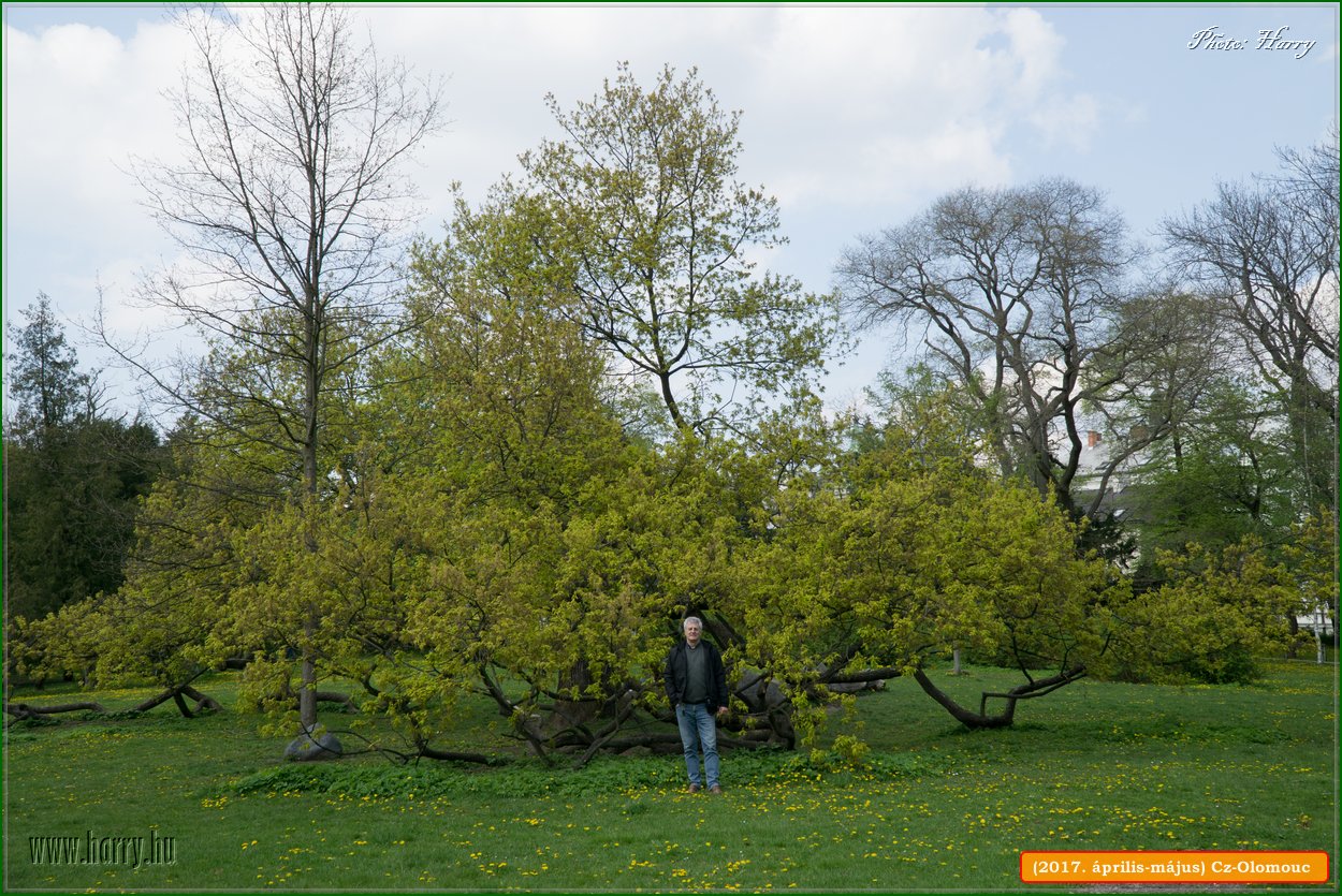 (2017.aprilis-majus)Cz-Olomouc-198.jpg