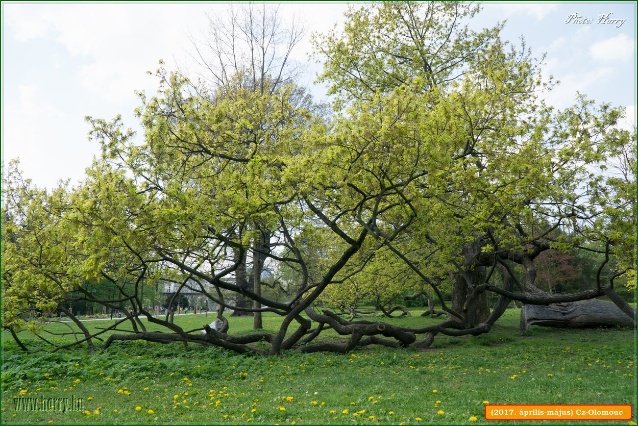 (2017.aprilis-majus)Cz-Olomouc-199.jpg