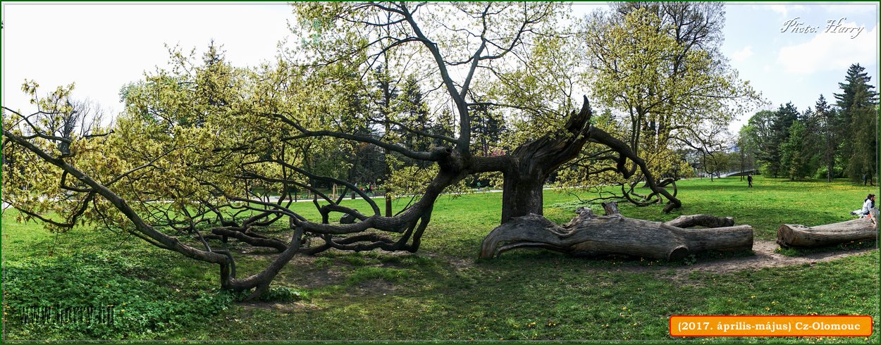 (2017.aprilis-majus)Cz-Olomouc-324.jpg