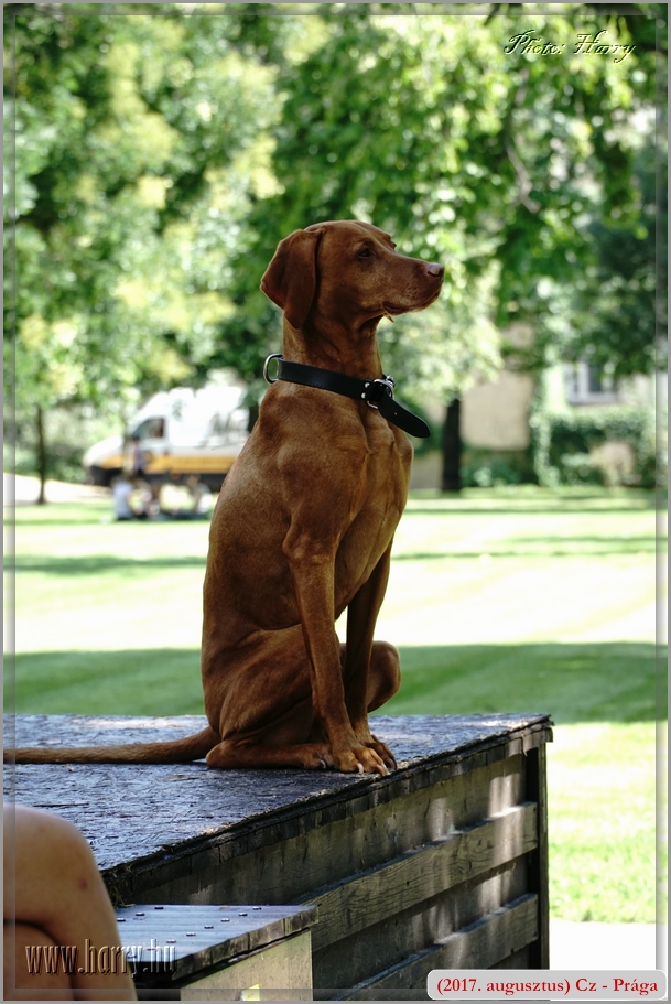 (2017.augusztus)Cz-Praga-511.jpg