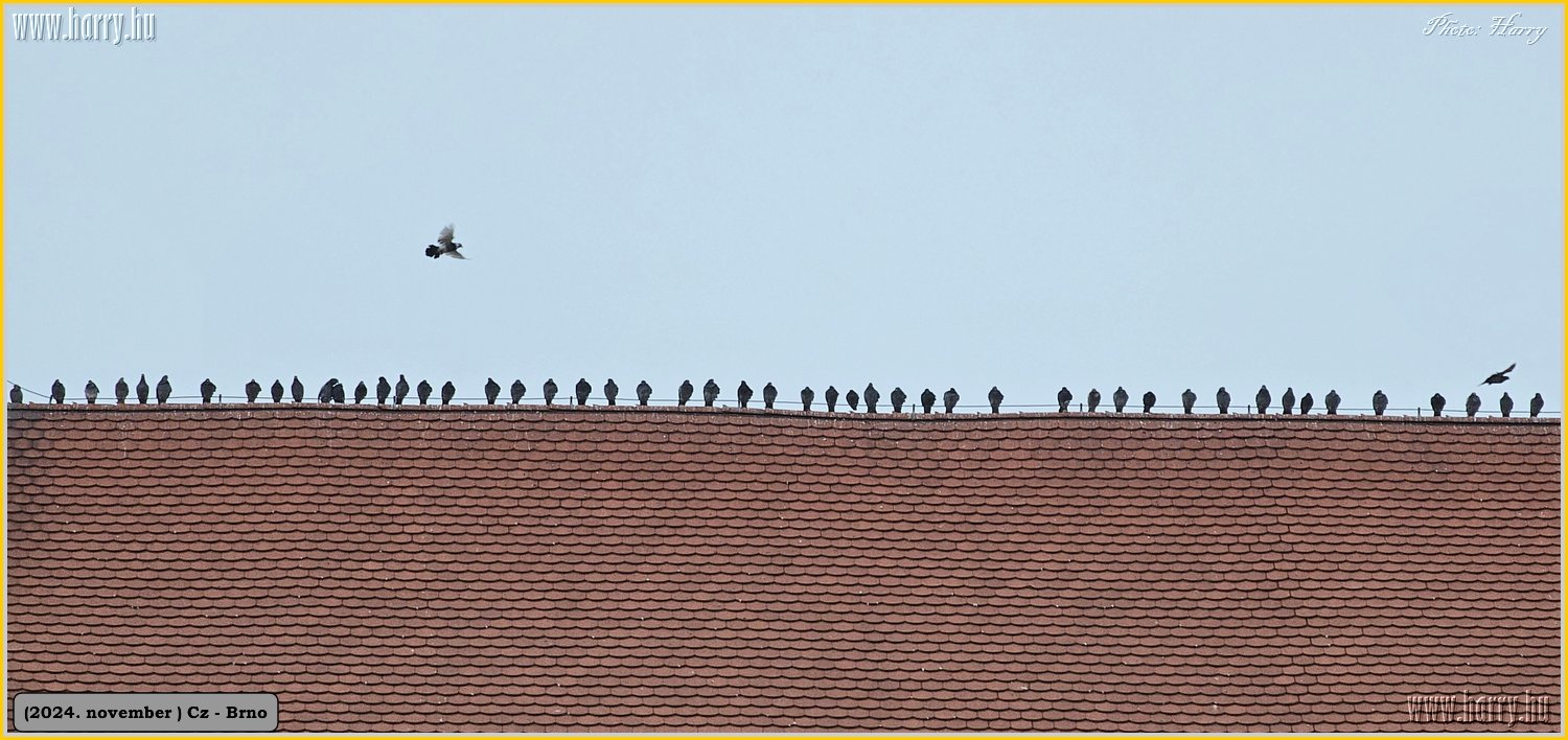 2024.11-Cz-Brno-104.jpg
